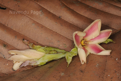 Dipterocarpus bourdillonii